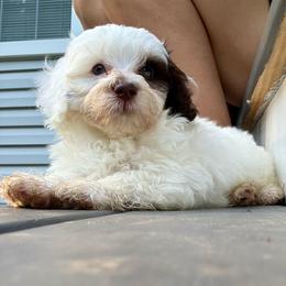 Apple Jack - Brown and white male Bernedoodle puppy in Fayetteville, Arkansas from Huckleberry Bernedoodles