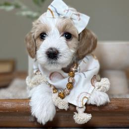 Betty - Parti female Goldendoodle puppy in Yuciapa, California from AlltheDoodlez_