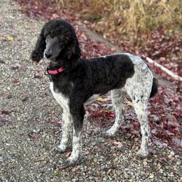 Bijou - Poodle