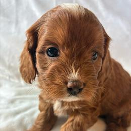 Sky - Red male Cavapoo puppy in Adrian, Oregon from ApplebyFarm