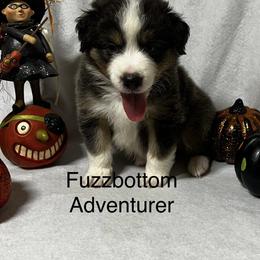 Miniature American Shepherd Puppies from Fuzzbottom Miniature American Shepherd