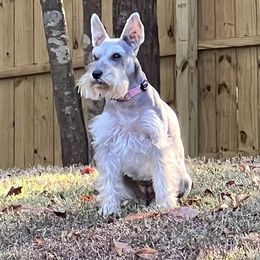 Miniature Schnauzer Puppies from Pierhaus Minature Schnauzers