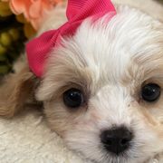 Cavachons from Playful Posh Puppies