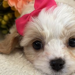 Cavachons from Playful Posh Puppies