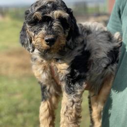 English Springer Spaniel, Poodle, and Springerdoodle Puppies from Little Mountain Springers, Springerdoodles & Poodles