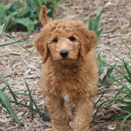 Goldendoodle Puppies from Knapp's Paw Prints