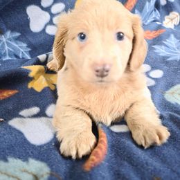 River - Cream male Dachshund puppy in Florida from Doxie Rugrats