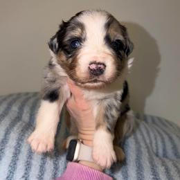 Marsh - Red merle male Australian Shepherd puppy in Anniston, Alabama from All Hale Aussies