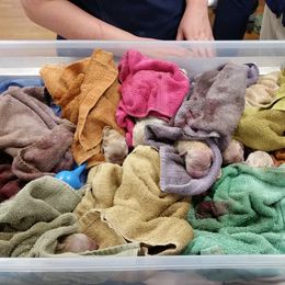 Golden Retriever Puppies from SUN-GOLDEN KENNELS