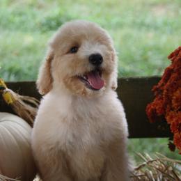Australian Shepherd, Goldendoodle, and Poodle Puppies from 5AFarms