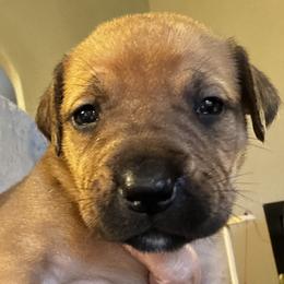 Tinker Bell - Fawn female Boerboel puppy in Bon Aqua, Tennessee from Erickson Ranch Boerboels