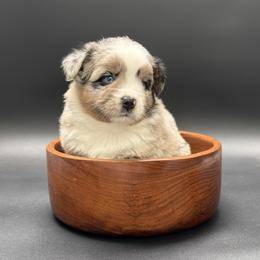 Paige - Blue merle female Miniature Australian Shepherd puppy in Covington, Pennsylvania from Rigas Mini Aussies LLC