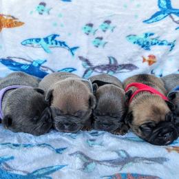 French Bulldog Puppies from Great White French Bulldogs