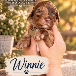 Winnie - Merle female Whoodle puppy in Knoxville, Tennessee from Fleury Farm Doodles TN