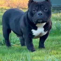Bao - Black male American Bully puppy in Puyallup, Washington from Gamer Bullyz