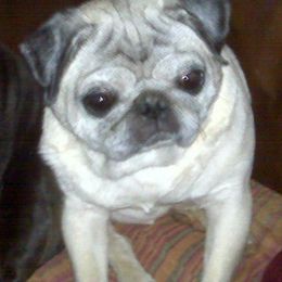 Pugs from Toadehall Pugs