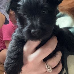 Black Girl B (Green Collar) - Black female Scottish Terrier puppy in Wellston, Ohio from White Apple Kennel