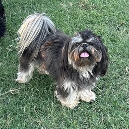 Maverick - Shih Tzu