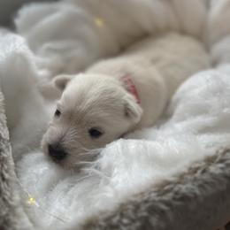 Noelle - White female West Highland White Terrier puppy in North Muskegon, Michigan from Bountiful Westies of West Michigan