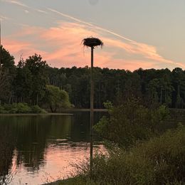 Boy 1 - Red  male Goldendoodle puppy in Graham, North Carolina from Geise Meadow Doodles