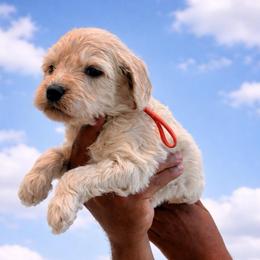Joy - Cream female Goldendoodle puppy in Houston, Texas from Were The Mack'Doodles