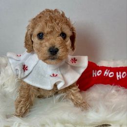 Holly - Cream female Cockapoo puppy in Denver, Pennsylvania from Greenview Puppies