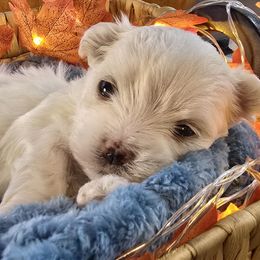 Alvin -Health tested parents - White male Maltese puppy in Greenville, North Carolina from Amanda's Sugar Sweet Puppies