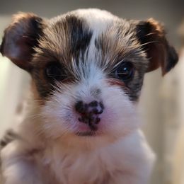 Biewer Terrier and Yorkshire Terrier Puppies from 1.StarDreamPups