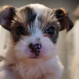 Biewer Terrier and Yorkshire Terrier Puppies from 1.StarDreamPups