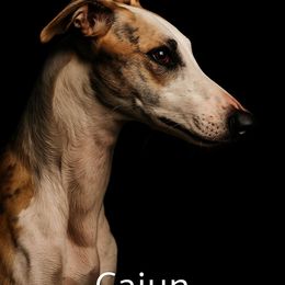 Cajun - Red brindle male Whippet puppy in Lenoir City, Tennessee from Equiss Whippets