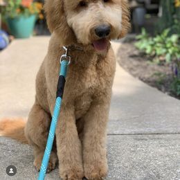 Goldendoodle All Grown Up from Doodles of the Brazos