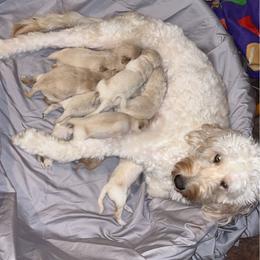 Goldendoodle Puppies from Arrowood’s precious doodles