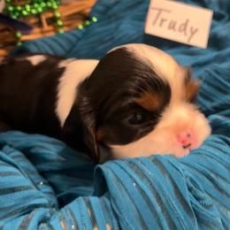 Trudy - Tri-color female Cavalier King Charles Spaniel puppy in St. George, Maine from Cloud Nine Cavaliers