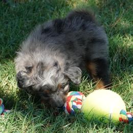 Coconut BMM - Blue merle male Aussiedoodle puppy in Lawton, Oklahoma from Lindsey’s Aussies