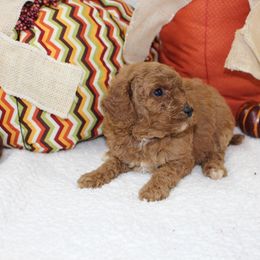 Luna - Apricot female Poodle puppy in Stokesdale, North Carolina from His and Hers Poodles and Doodles