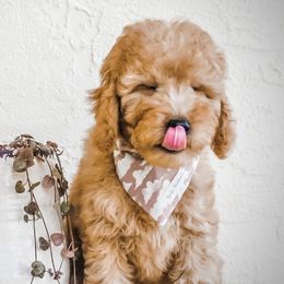 Bernedoodle, Goldendoodle, and Poodle Puppies from Florida Pumpkadoodles