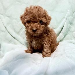 Green - Apricot male Poodle puppy in Maryland from CashEuro Poodles