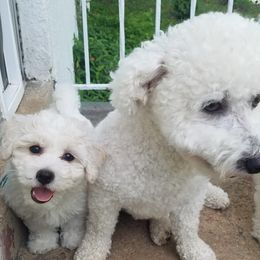 Bichon Frise All Grown Up from Baltimore Bichons, Inc.