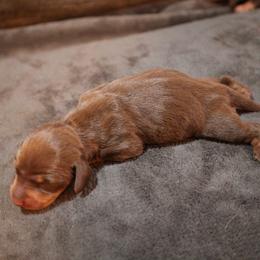 Elizabeth - Chocolate and tan female Dachshund puppy in Blanchard, Oklahoma from Dusty Road Doxies