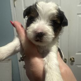 Dusty - Parti male Yorkshire Terrier puppy in Independence, Kentucky from 4paws4ever by Design