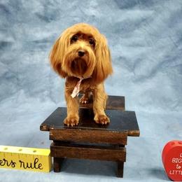 Juliette - Havanese