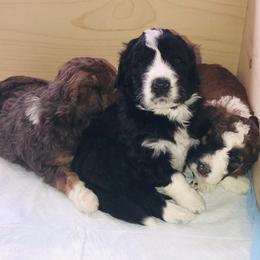 Aussiedoodle Puppies from Arena Valley Acres LLC