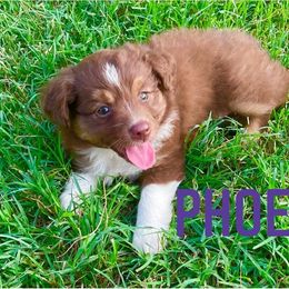 Miniature Australian Shepherd Puppies from SO Aussies