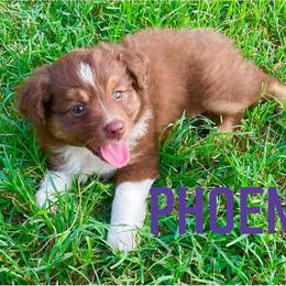 Miniature Australian Shepherd Puppies from SO Aussies