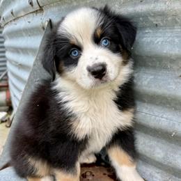 Star - Black tri-color female Australian Shepherd puppy in Blomkest, Minnesota from Meljestic Farms
