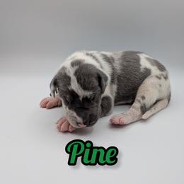 Pine - Blue and white male Great Dane puppy in Milford, Pennsylvania from R&R Breeding and Pet Care