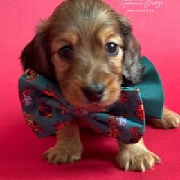 Maddox - Red male Dachshund puppy in Clever, Missouri from Autumn Breeze Dachshunds
