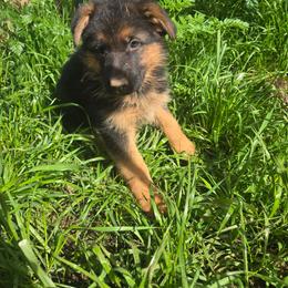 Lux - Black and red female German Shepherd puppy in Veneta, Oregon from H German Shepherds