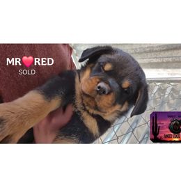 MR RED - Black and rust male Rottweiler puppy in Tucson, Arizona from Sunset State Rotts