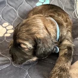Cole - Black and tan male Cavapoo puppy in St. Louis, Missouri from Sweet Snuggles Cavapoos
